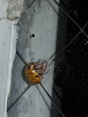 Dinocampus coccinellae