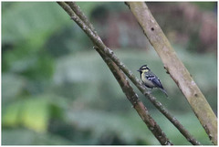 Machlolophus aplonotus