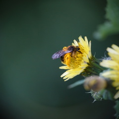 Andrena fulvago