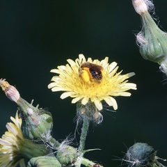 Andrena fulvago