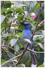 Eumyias albicaudatus