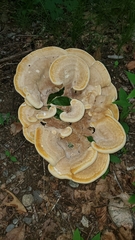 Fungi