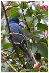 Eumyias albicaudatus