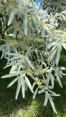 Elaeagnus angustifolia