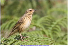 Anthus nilghiriensis