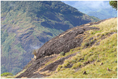 Nilgiritragus hylocrius