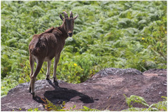 Nilgiritragus hylocrius