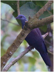 Columba elphinstonii