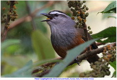 Montecincla fairbanki