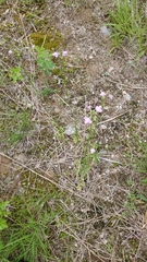 Angiospermae