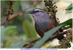 Montecincla fairbanki