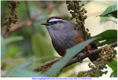 Montecincla fairbanki