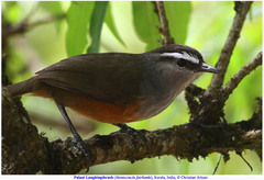 Montecincla fairbanki