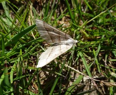 Scotopteryx