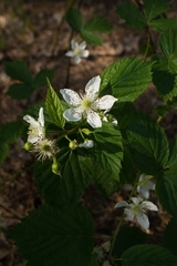 Rubus polonicus