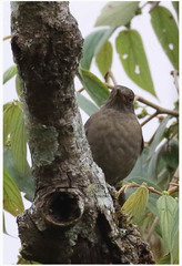 Turdus simillimus