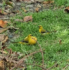 Icterus nigrogularis