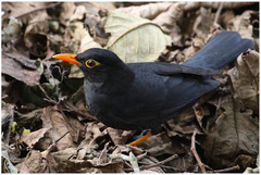 Turdus simillimus