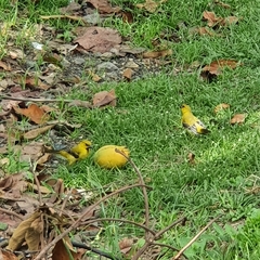 Icterus nigrogularis