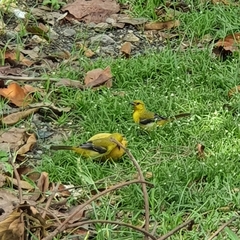 Icterus nigrogularis