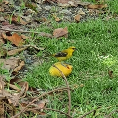 Icterus nigrogularis