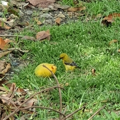 Icterus nigrogularis