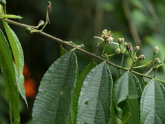 Grewia serrulata