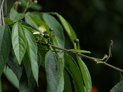 Grewia serrulata