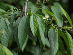 Grewia serrulata