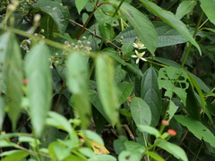 Grewia serrulata