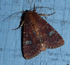 Sideridis congermana