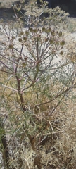 Cachrys libanotis