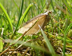 Scotopteryx