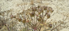 Cachrys libanotis