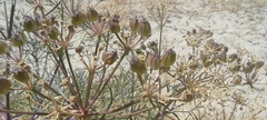Cachrys libanotis