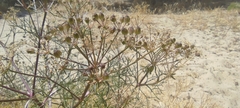 Cachrys libanotis