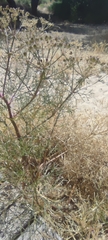 Cachrys libanotis