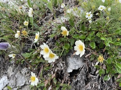Dryas sumneviczii