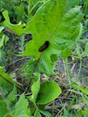 Euphydryas phaeton phaeton