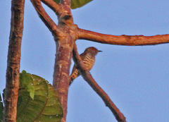 White-Eared Bronze-Cuckoo photo 2