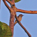 White-eared Bronze-Cuckoo - Photo (c) Jerry Oldenettel, some rights reserved (CC BY-NC-SA)