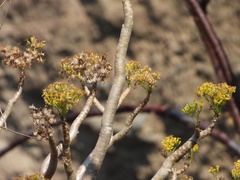 Pittocaulon velatum