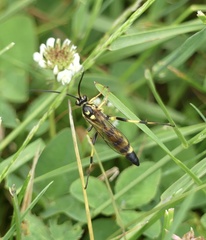 Ichneumon annulatorius