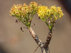 Pittocaulon velatum