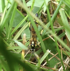 Ichneumon annulatorius