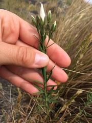 Linum monogynum monogynum