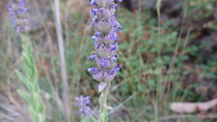 Nepeta tuberosa