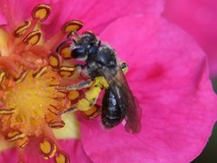 Andrena minutula