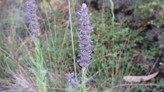 Nepeta tuberosa