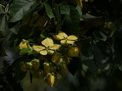 Senna nitida